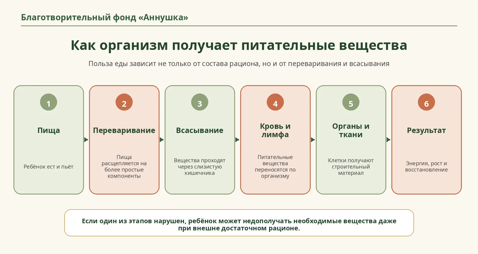 Рисунок 1. Путь питательных веществ — от еды до энергии, роста и восстановления