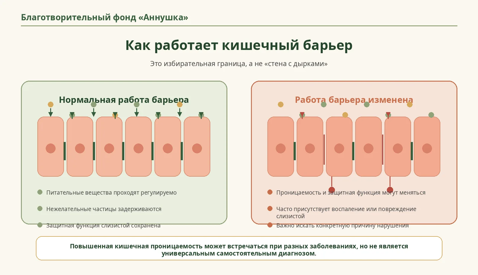 Рисунок 3. Нормальная и изменённая работа кишечного барьера